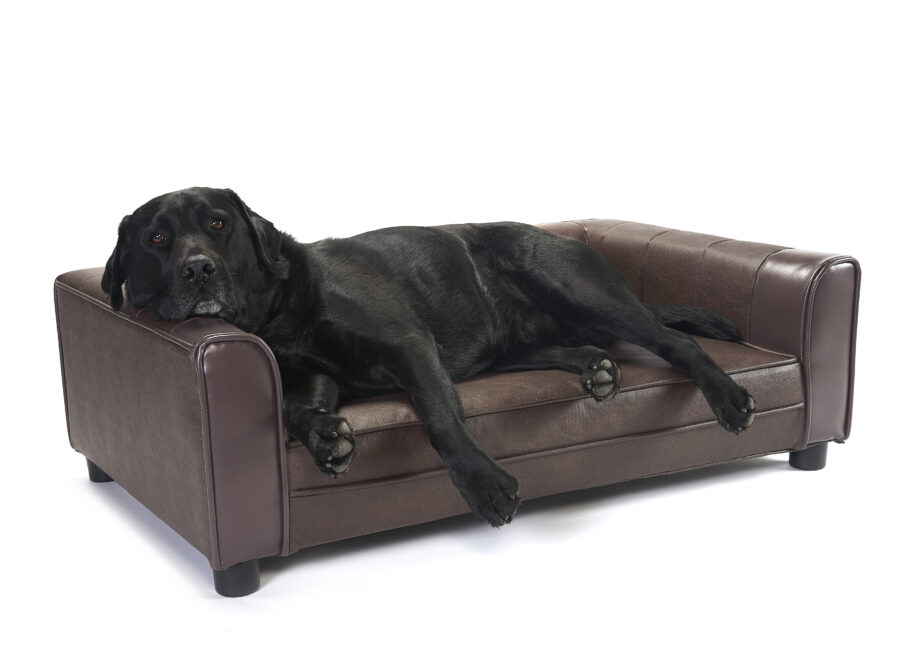 Black dog lying down in a brown orthopedic dog bed