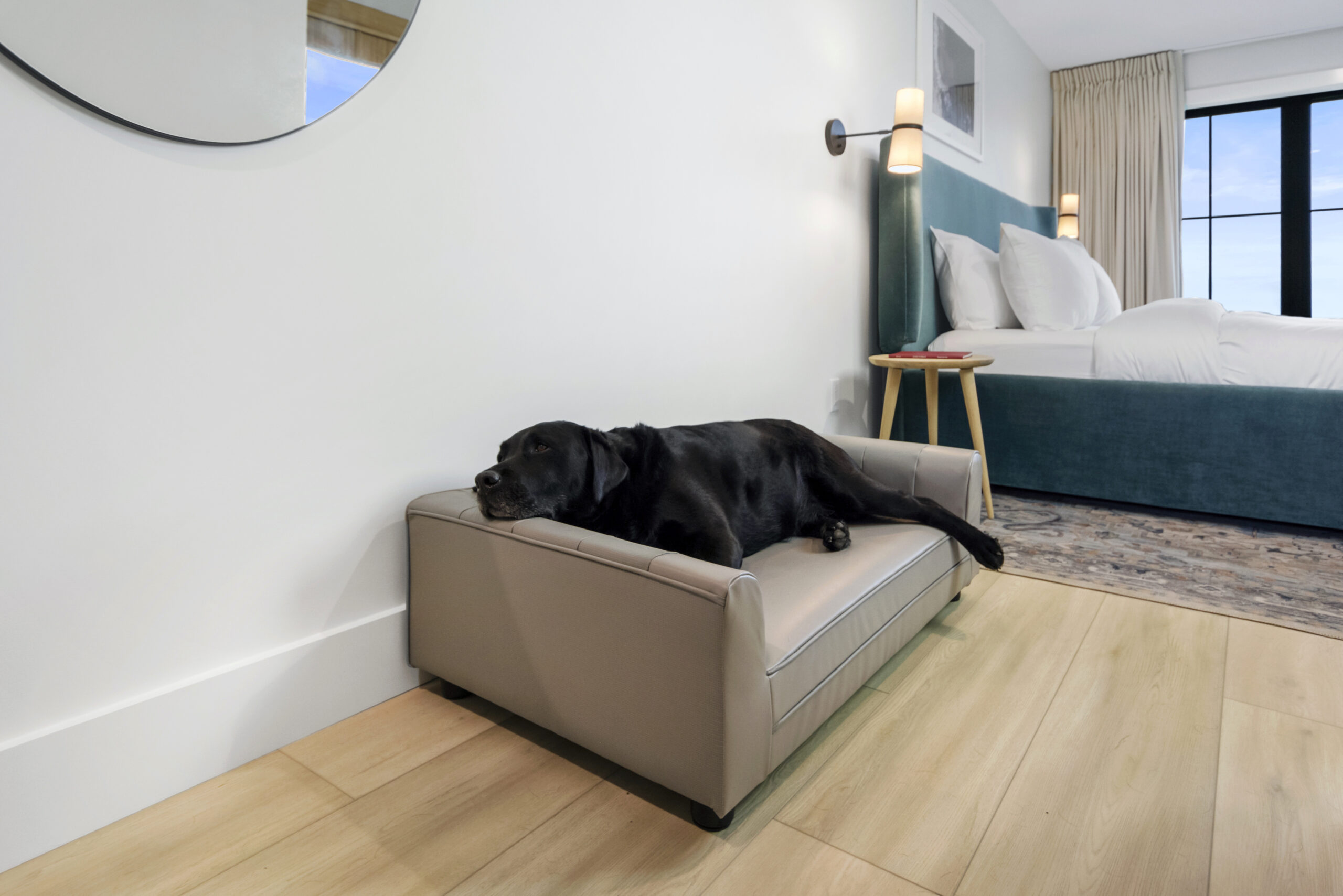 Black dog lying down in a beige dog bed.