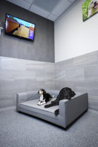 Two dogs lying in a gray orthopedic dog bed.