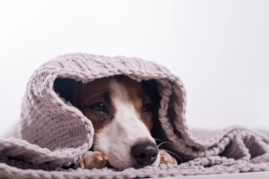 A cute little dog lies covered with a gray plaid. The muzzle of a Jack Russell Terrier sticks out from under the blanket.