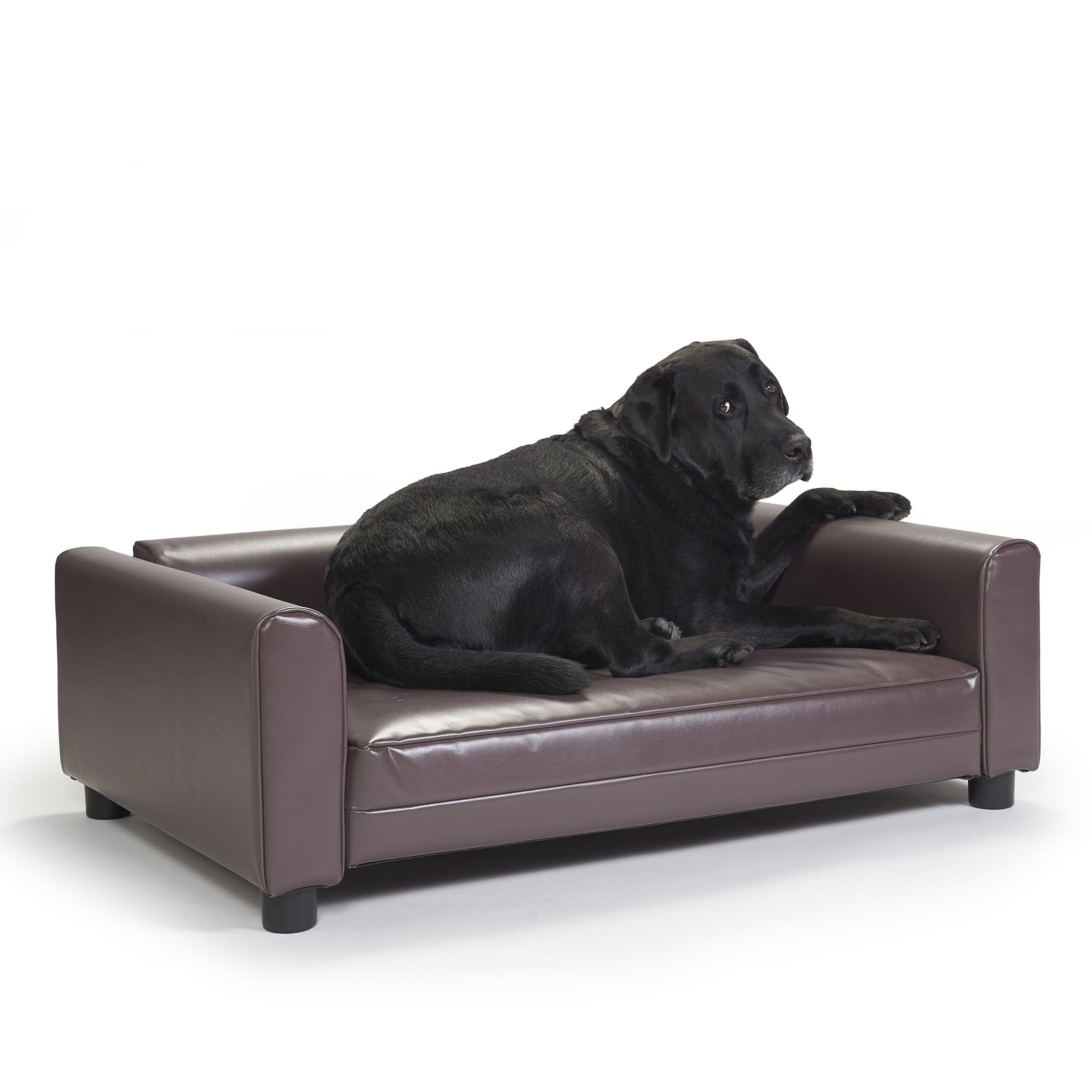 Black dog sitting on a brown dog bed