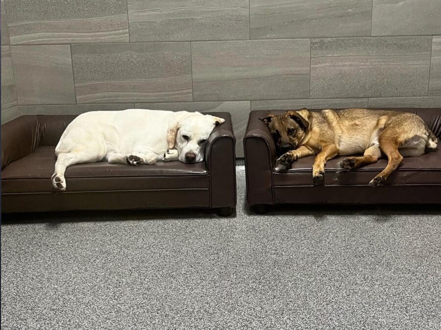 Orthopedic pet beds by proedge at K9 resorts