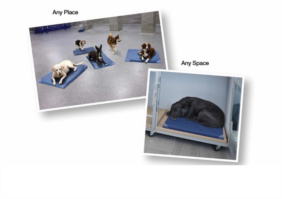 Fear Free pet beds used in a commercial boarding facility to reduce anxiety and improve comfort