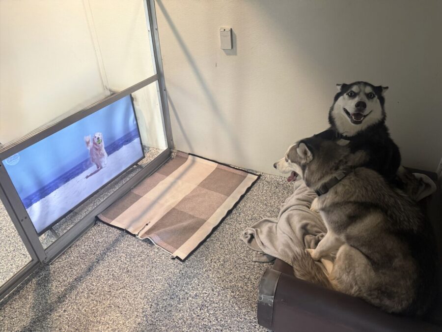 Dog resting comfortably on ProEdge pet bed in a boarding environment