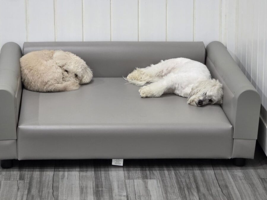 Two calm dogs resting on a ProEdge pet sofa in a boarding environment