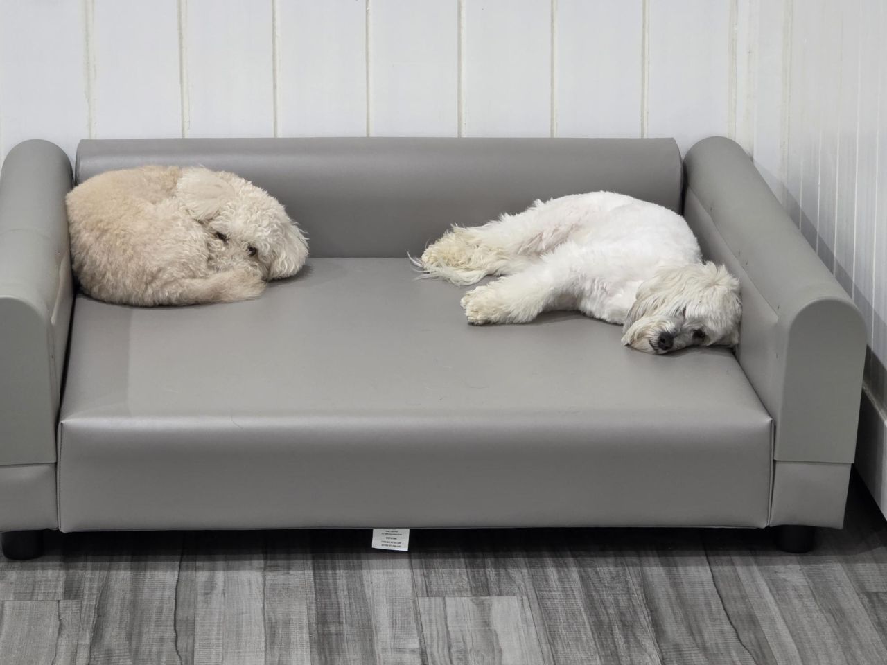 Two calm dogs resting on a ProEdge pet sofa in a boarding environment