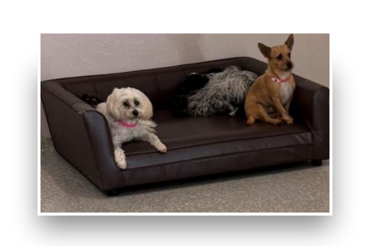 Dogs resting on a commercial pet bed designed for premium pet boarding facilities.