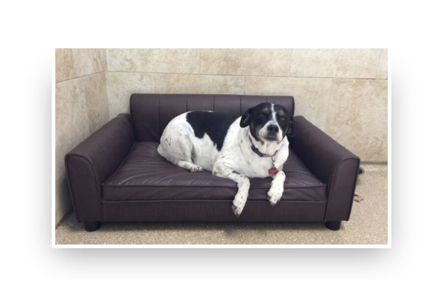 Luxury boarding dog resting on a ProEdge commercial pet bed