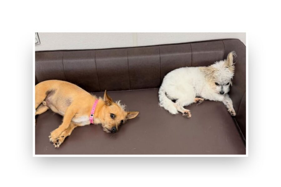 Dogs resting comfortably to reduce fear, anxiety, and stress