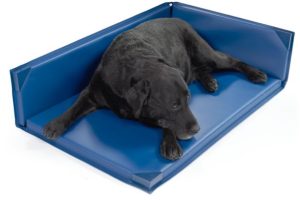 Senior dog standing and resting comfortably on a low-profile orthopedic surface designed to reduce stress and support aging mobility through Fear Free design.